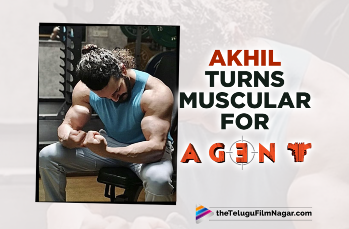 Akhil Turns Muscular For Agent Movie