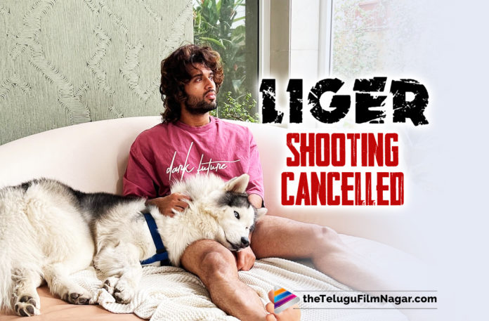 Vijay Devarakonda’s Liger Shooting Cancelled,Liger Movie Latest Shooting Update,Liger Movie Shooting Update,Ananya Panday,Puri Jagannadh Movies,Vijay Deverakonda Liger Movie,Vijay Deverakonda Liger,Liger Movie Update,Liger Latest Updates,Vijay Deverakonda Liger Shooting Update,Telugu Filmnagar,Latest Telugu Movies 2021,Liger,Liger Movie,Liger Telugu Movie,Liger Updates,Liger Movie Updates,Liger Telugu Movie Updates,Liger Movie Latest Updates,Liger Movie Latest News,Vijay Deverakonda's Liger,Vijay Deverakonda,Actor Vijay Deverakonda,Hero Vijay Deverakonda,Vijay Deverakonda Latest News,Vijay Deverakonda New Movie,Vijay Deverakonda Movies,Vijay Deverakonda Latest News,Vijay Deverakonda About Liger,Liger Update,Liger Release Date,Liger Movie Release Date,Mike Tyson,Liger Latest Shooting Update,Liger Shooting Update,Vijay Deverakonda Liger Movie Latest Shooting Update,Vijay Deverakonda Liger Latest Shooting Update,Vijay Deverakonda Liger Update,Liger Movie Shooting Details,Puri Jagannadh,Puri Jagannadh Liger,Liger Shooting Cancelled,Liger Movie Shooting Cancelled,Vijay Devarakonda Liger Shooting Cancelled,Vijay Devarakonda Liger Movie Shooting Cancelled,Vijay Deverakonda Liger Shoot Gets Cancelled Due To Covid-19,Vijay Deverakonda's Liger Shoot Halted,Liger Shoot Halted,Liger Shoot Gets Cancelled,Vijay Devarakonda About Liger Movie Shooting Cancelled,Liger Shooting,Liger Shooting,#Liger,#VijayDeverakonda