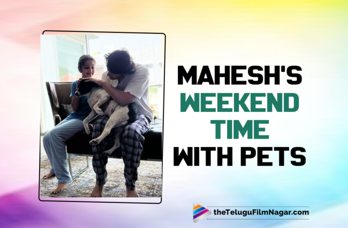 Mahesh And Sitara Start Their Weekend With The Love From Pets,Telugu Filmnagar,Latest Telugu Movies News,Telugu Film News 2022,Tollywood Movie Updates,Latest Tollywood Updates,Superstar Mahesh Babu,Mahesh Babu,Mahesh Babu Movies,Mahesh Babu New Movie,Mahesh Babu Latest News,Mahesh Babu News,Sarkaru Vaari Paata,Mahesh Babu Family,Sitara Ghattamaneni,Gautam Ghattamaneni,Namrata Shirodkar,Mahesh Babu New Photo,Mahesh Babu Latest Photo,Mahesh Babu Latest Photo With Daughter Sitara,Mahesh Babu Photo With Daughter Sitara,Mahesh Babu Daughter Sitara Picture,Mahesh Babu Daughter Sitara Latest Picture,Sitara Ghattamaneni Videos,Mahesh Babu And Daughter Sitara,Mahesh Babu And Daughter Sitara Pic,Mahesh Babu And Daughter Sitara New Picture,Mahesh Babu And Daughter Sitara Latest Picture,Latest Picture of Mahesh Babu,Mahesh Babu Daughter Sitara Latest Photo,Mahesh Babu With His Daughter Sitara,Mahesh Babu Latest,Mahesh Babu Covid-19,Mahesh Babu Covid-19 Negative,Mahesh And Sitara Weekend Time With Pets,Mahesh's Weekend Time With Pets,Mahesh Babu Pet Dog,Mahesh And Sitara Pet Dog,Mahesh And Sitara Pet Dog Photo,Mahesh Babu And Sitara,Mahesh Babu And Sitara Latest Pic,Mahesh Babu And Sitara Latest Picture,Mahesh Babu And Sitara Latest Photo,Namrata Shirodkar Latest Post,Namrata Shirodkar New Post,Mahesh Babu And Sitara Start Weekend Morning With Cuddles From Pet,Mahesh Babu And Sithara Love For Pet,Mahesh Babu And Sithara Pet,#MaheshBabu,#SitaraGhattamaneni