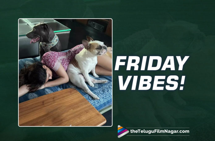 Samantha’s Friday Is All About Her Furry Babies!,Telugu Filmnagar,Latest Telugu Movies 2022,Telugu Film News 2022,Tollywood Movie Updates,Latest Tollywood Updates, Samantha,Actress Samantha,Samantha Movies,Samantha Telugu Movies,Samantha Upcoming Movies,Samantha Next Projects,Samantha new movie,Samantha Super hit movies, Samantha Most Active In Social Celebrities in Tollywood Industry,Samantha sharing glimpses of her day-to-day life,Samantha is an ardent dog lover and is a mother to two puppies Hash and Sasha, Her furry babies are well familiar to her followers,Sam shared a glimpse of the Friday vibes with her pet babies,Samantha Shared a pic and she captioned the pic as “Friday Energy, Samantha Tamil Movie Kaathu Vaakula Rendu Kaadhal on April 29th,Samantha share a screen with Vijay Sethupathi and Nayanthara in the romantic comedy flick,Samantha Shaakuntalam directed by Gunasekha, Samantha Presently shooting For Yashoda movie Shooting Updates,Samantha Hindi OTT project Citadel with Varun Dhawan and Hollywood project