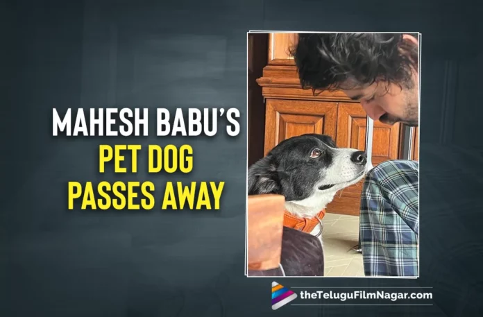 Mahesh Babu’s Beloved Pet Dog Passes Away- Namratha Shares A Heartfelt Note