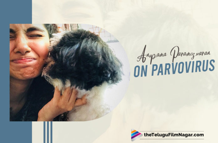 Anupama Parameswaran’s Two Pets Die Due Parvovirus