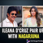 Ileana D’Cruz On Board For Nagarjuna’s Telugu Remake Raid