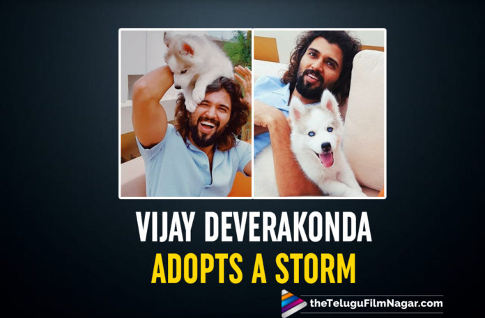 Vijay Deverakonda Adopts A Storm