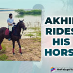 Akhil Akkineni Enjoys The Bright Afternoon By Riding On His Horse Gizelle