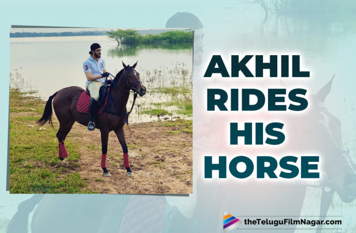 Akhil Akkineni Enjoys The Bright Afternoon By Riding On His Horse Gizelle