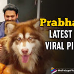 Prabhas Chills With Charmee's Pet Dog Husky In This Latest Picture